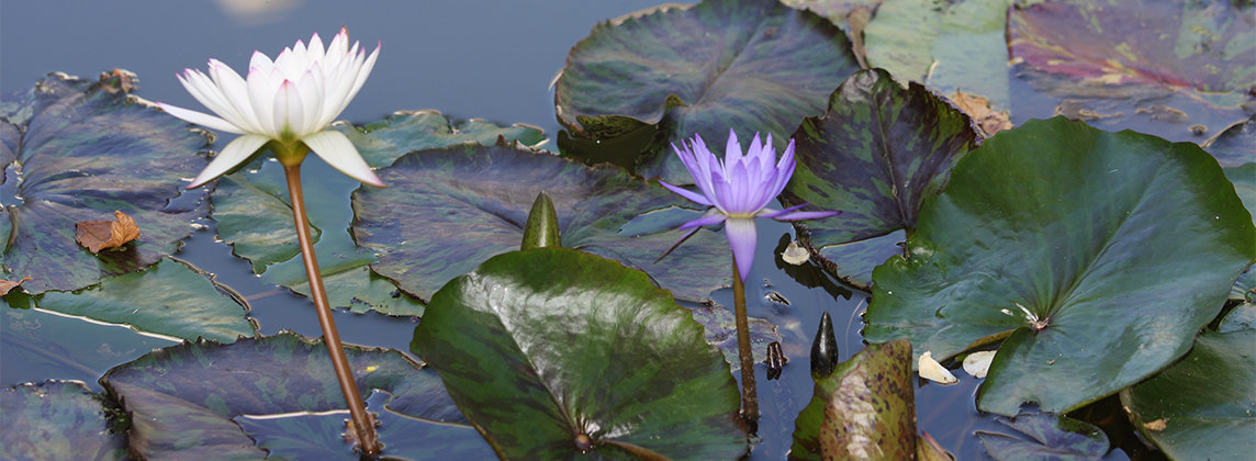 Photo of a lily pond on Skirball&#039;s campus