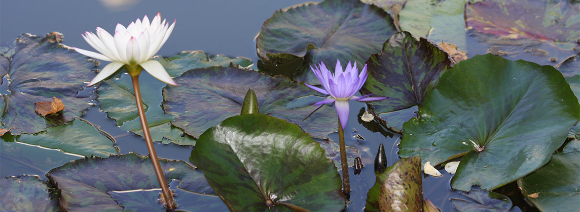 Photo of a lily pond on Skirball's campus