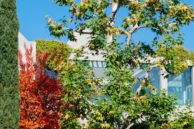 Skirball campus in the fall