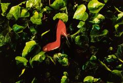 a red high-heeled woman's shoe in a bed of ivy