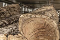 close up of large tree ring sculpture with etched words