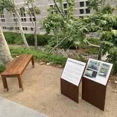 wooden bench beneath a tree with installation information displays next to it
